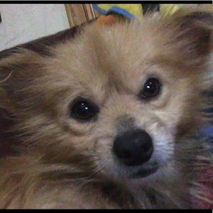 Meet your Posher, Jessee